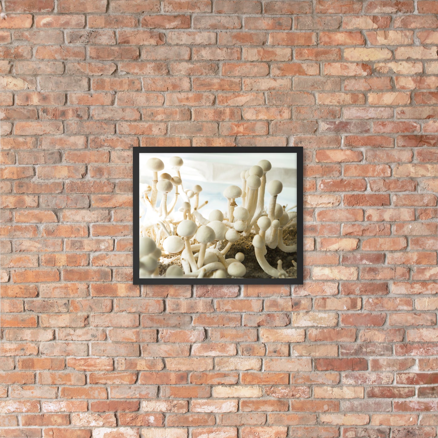 Psilocybe Cubensis mushroom - Framed photo paper poster