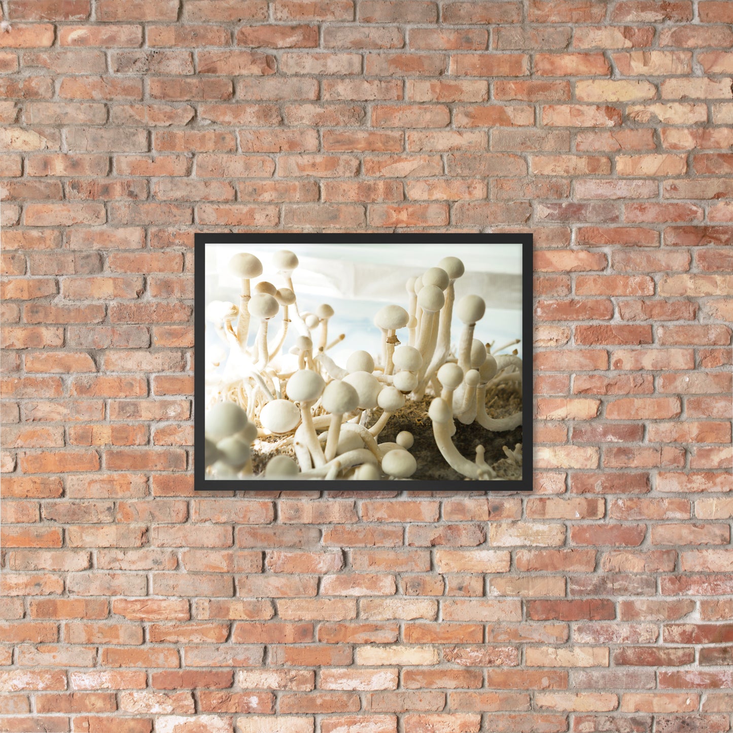 Psilocybe Cubensis mushroom - Framed photo paper poster