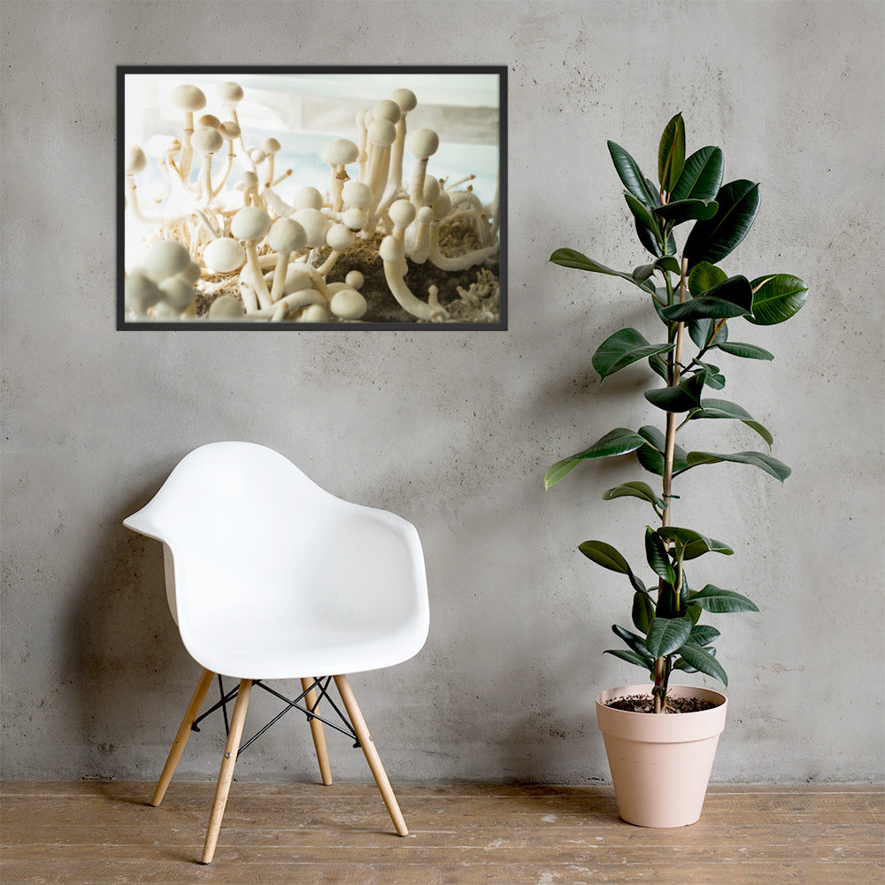 Psilocybe Cubensis mushroom - Framed photo paper poster