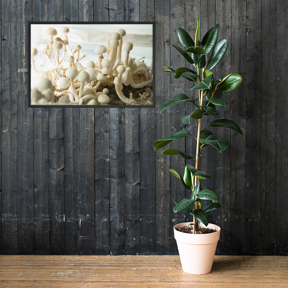 Psilocybe Cubensis mushroom - Framed photo paper poster