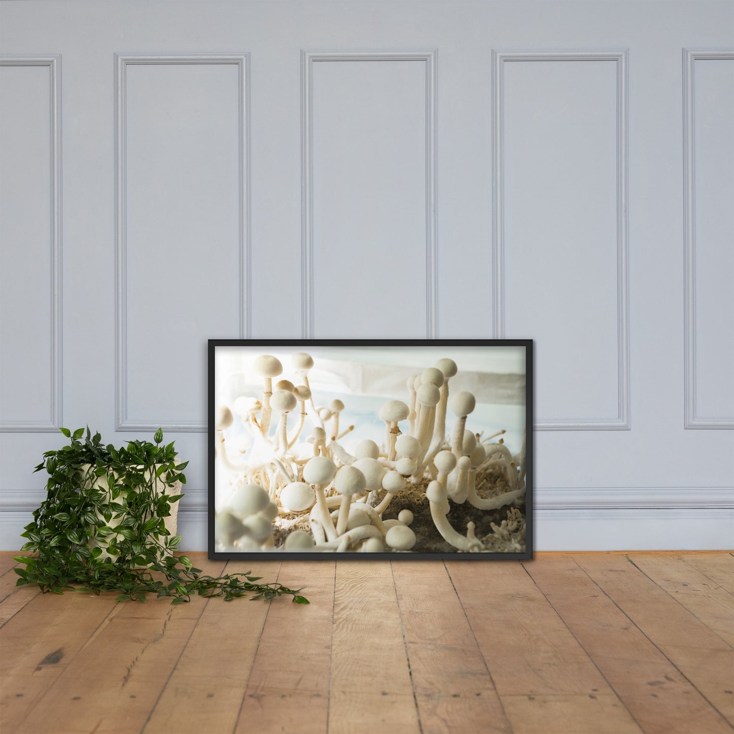 Psilocybe Cubensis mushroom - Framed photo paper poster