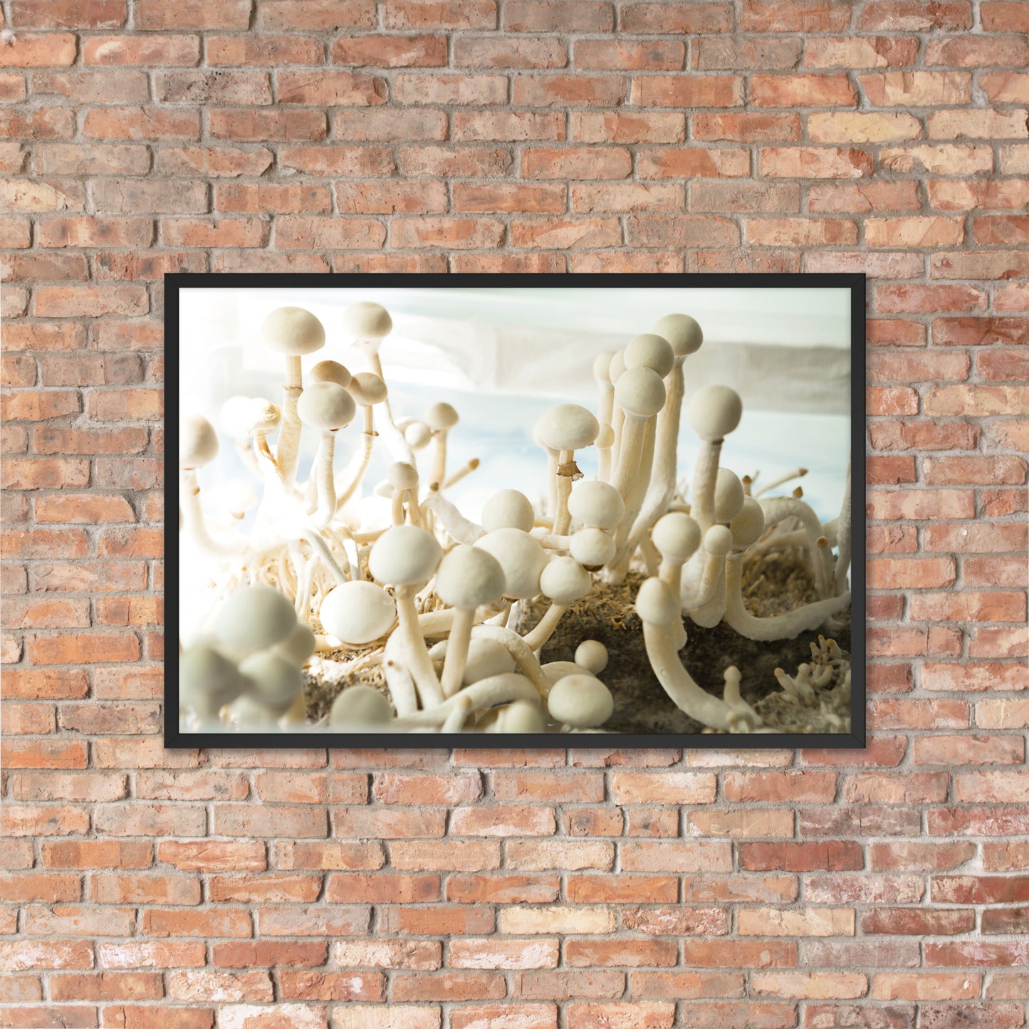 Psilocybe Cubensis mushroom - Framed photo paper poster