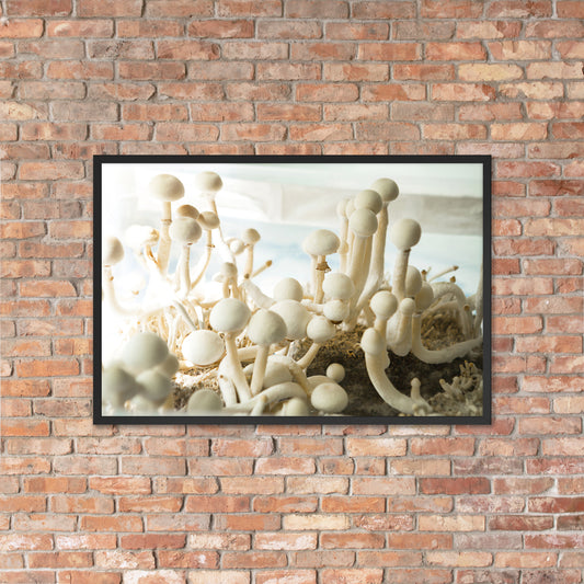 Psilocybe Cubensis mushroom - Framed photo paper poster